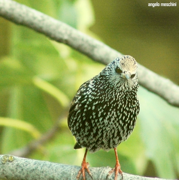 atterraggio di Storno Sturnus vulgaris carrellata d''immagini